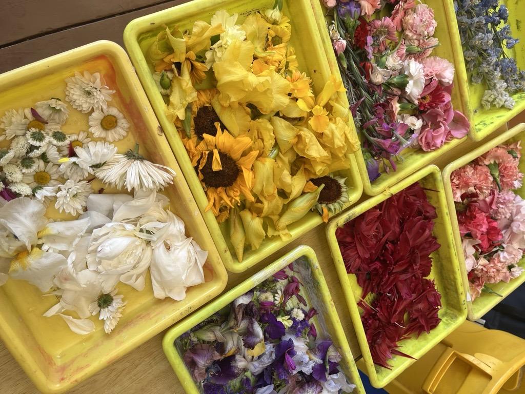 色水遊び🌼
